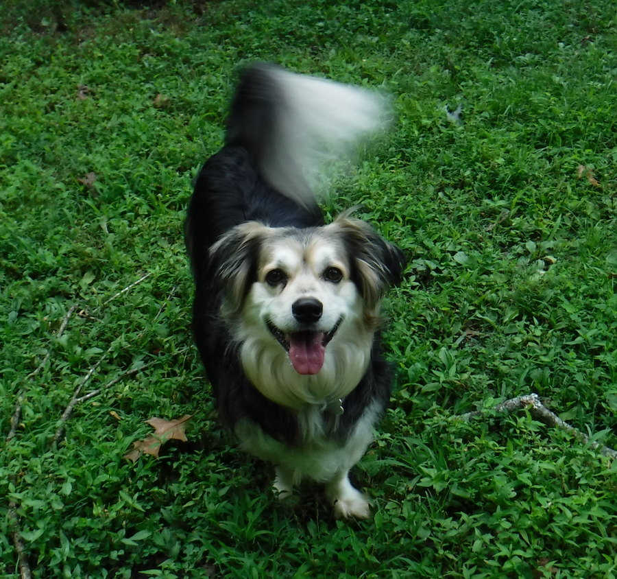 Bailey - August 2018